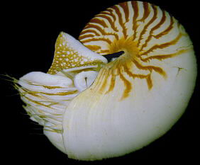 A Chambered Nautilus, Click to join the Moira as we capture Nautilus in Palau