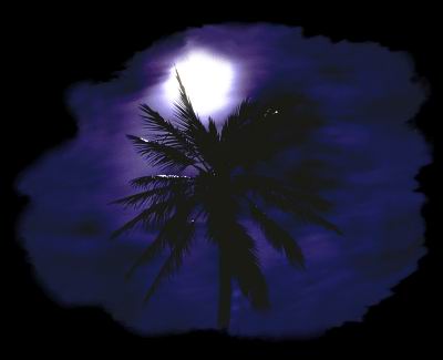 A coconut palm tree backlit by the moon in Fiji. © https://www.thread-of-awareness-in-chaos.com/order.html