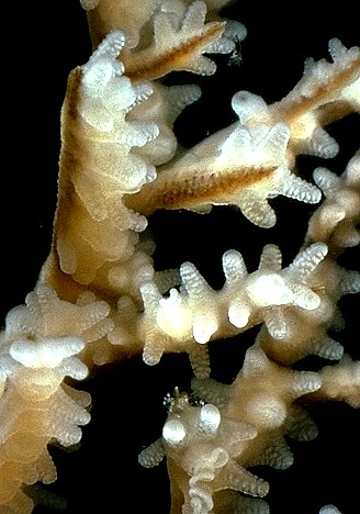 The small flower-like polyps of this coral extend their nearly transparent tentacles into the sea. If I photographed the same scene 48 hours later, all of the tissues would be made of new sea water.