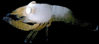 An strange white shrimp that lives in gleaming white crystal tunnels inside coral skeletons.  © https://www.thread-of-awareness-in-chaos.com/order.html