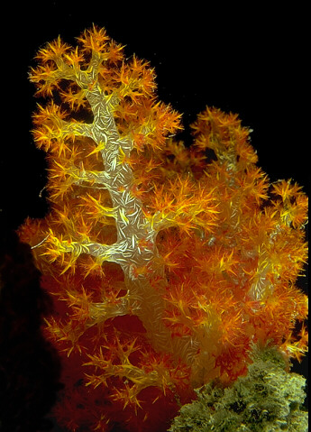 A soft coral, with its hollow central tree-like trunk inflated with sea water, is a dance of sunlight and sea. Click to join me on the reefs of Fiji. © https://www.thread-of-awareness-in-chaos.com/order.html