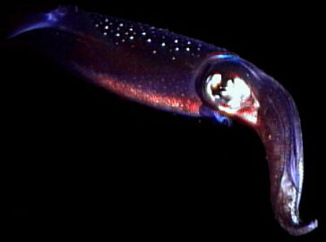 A squid hovers in the night sea, its luminescent organs glowing. © https://www.thread-of-awareness-in-chaos.com/order.html