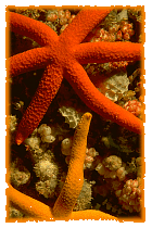 orange and yellow starfish © https://www.thread-of-awareness-in-chaos.com/order.html