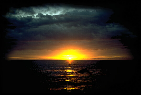 a dolphin at sunset