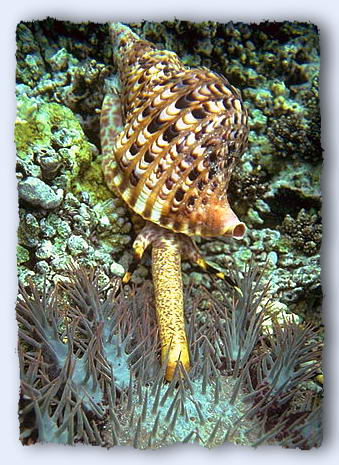 Here you can see the long probosis ready to penetrate into the starfish. It has rasp-like teeth and a mouth at it's end. Finding a live triton to photograph is difficult, even on mid-ocean reefs. Finding live crown of thorns starfish to feed it is easy. © https://www.thread-of-awareness-in-chaos.com/order.html