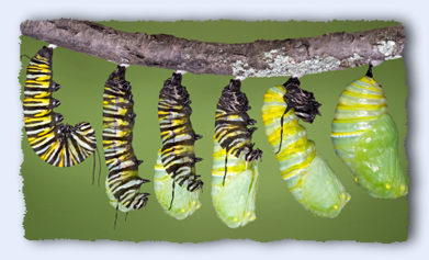 monarch catepillar 